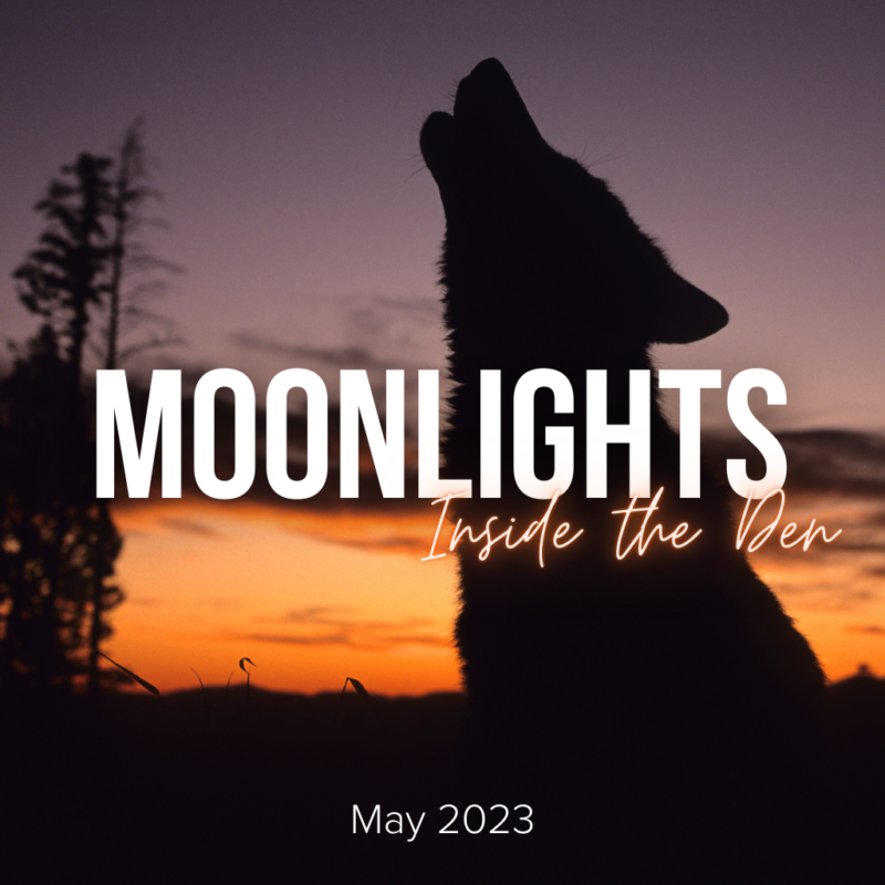 A howling wolf silhouetted by the tail end of a sunset. Text: Moonlights: Inside the Den. May 2023